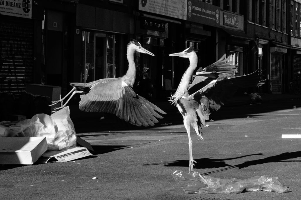 Birds-3, photo by Jantje Geldof